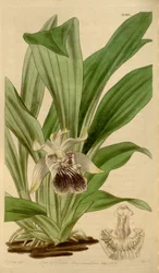 Ilustración de Cochleanthes flabelliformis (como sin. Zygopetalum cochleare)